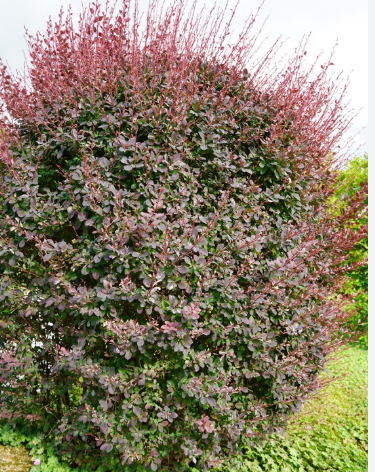 Berberis Silver Miles