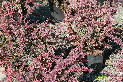 Berberis thunbergii Rosy Glow