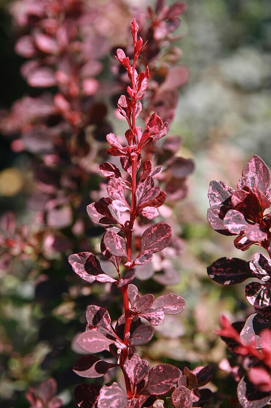 Berberis thunbergii Rosy Glow