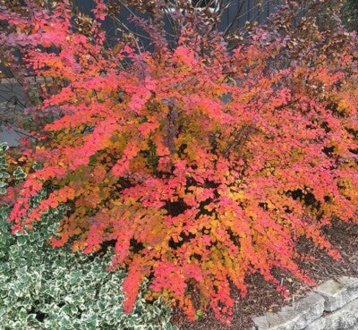 Berberis thunbergii Tricolour