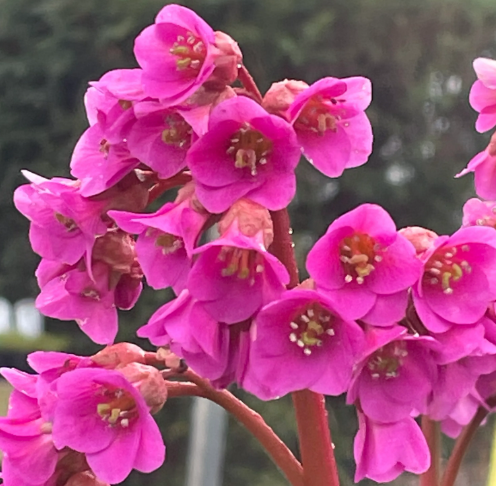 Bergenia cordifolia 'Shoeshine Rose'
