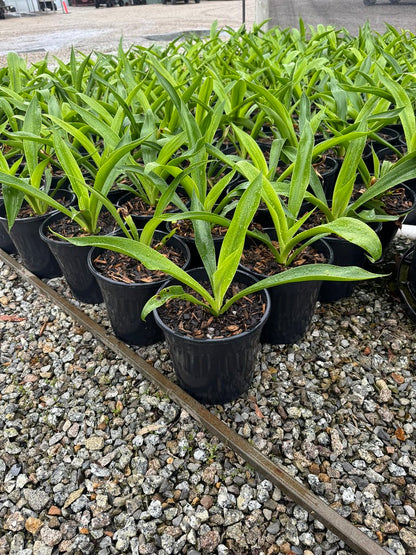 Beschorneria septentrionalis