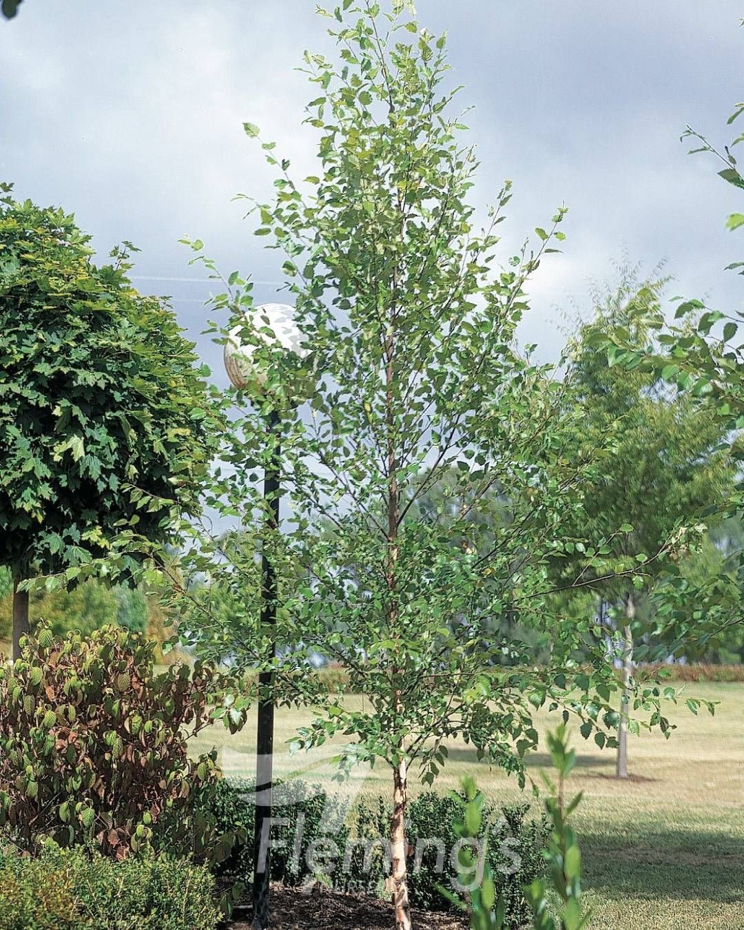 Betula nigra BNMTF Dura Heat™