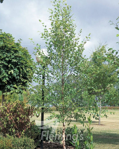Betula nigra BNMTF Dura Heat™