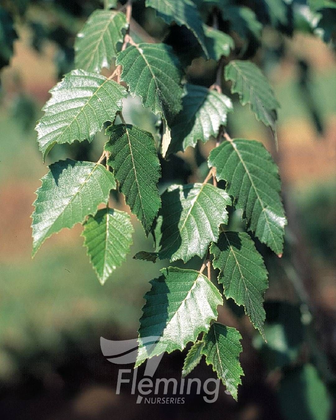 Betula nigra BNMTF Dura Heat™