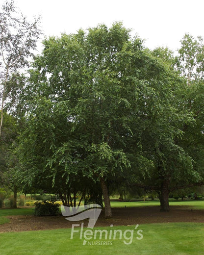 Betula nigra BNMTF Dura Heat™