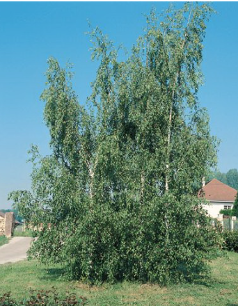 Betula pendula Dalecarlica