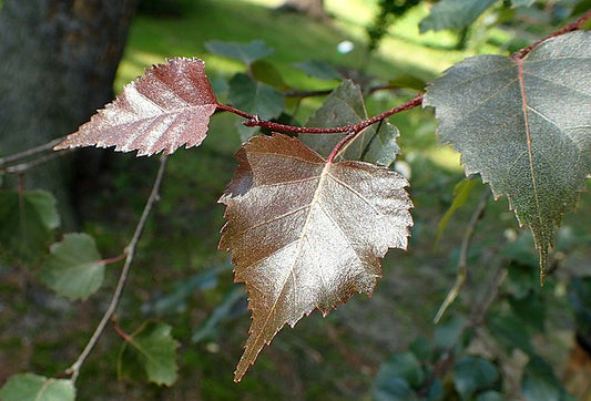 Betula pendula Purpurea