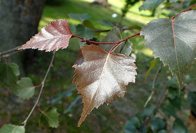 Betula pendula Purpurea