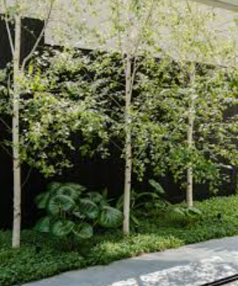 Betula pendula 'Moss White'