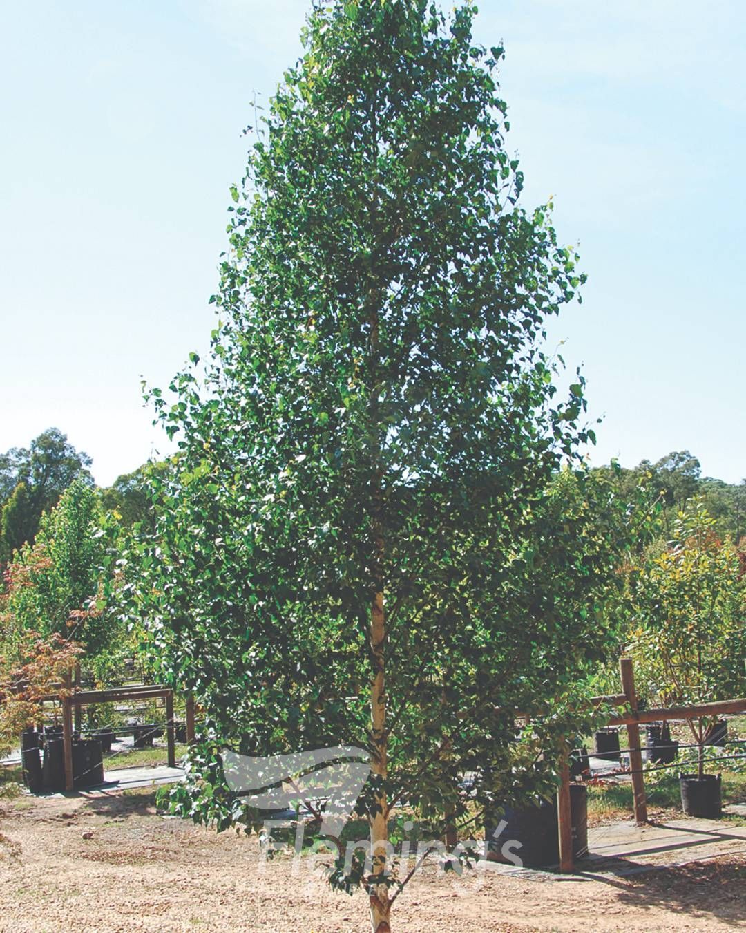 Betula platyphylla Fargo Dakota Pinnacle