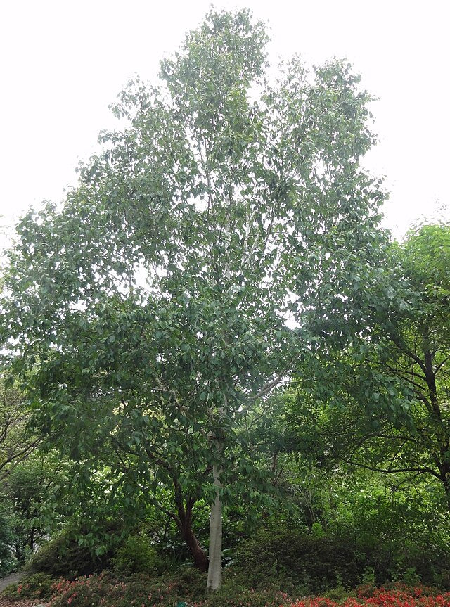Betula utilis 'Jacquemontii'