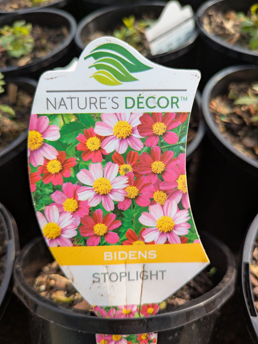 Bidens Stoplight