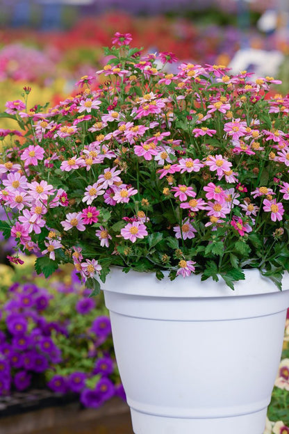 Bidens ‘Pretty in Pink’