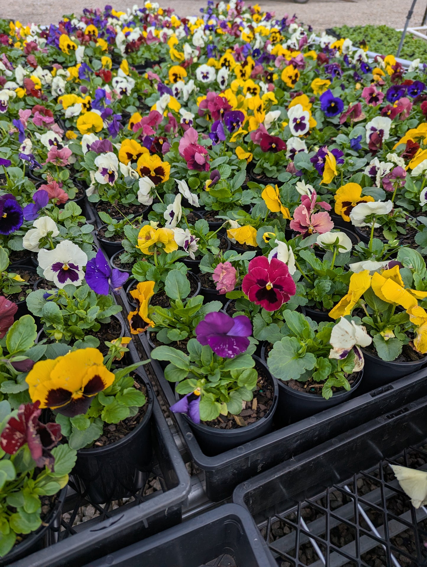 Pansy spp. Blotch Mix