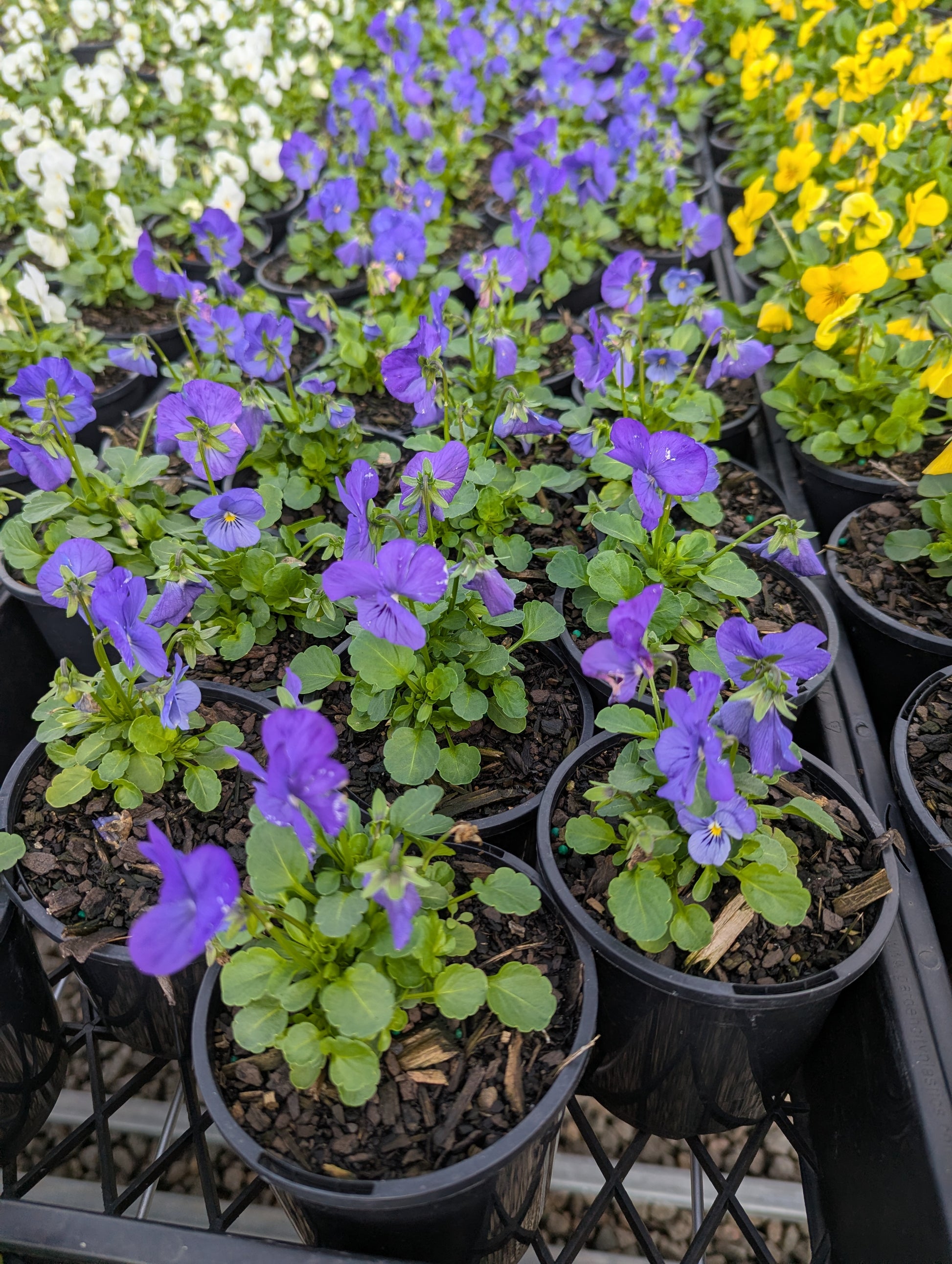 the plant broker