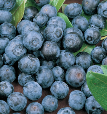Blueberry - Blue Rose