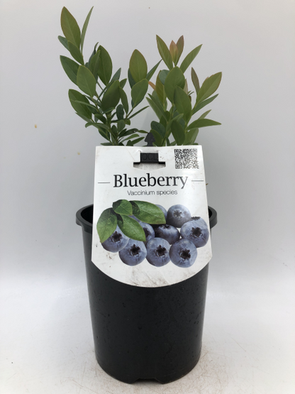 Blueberry - Blue Rose