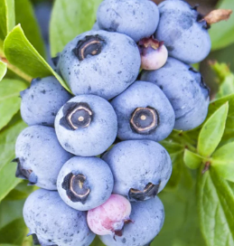 Blueberry - Brigitta