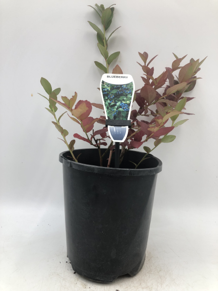 Blueberry - Northland