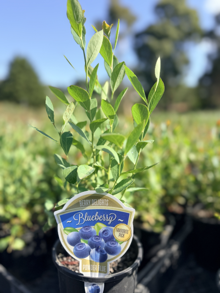 Blueberry - Powder Blue