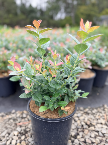 the plant broker