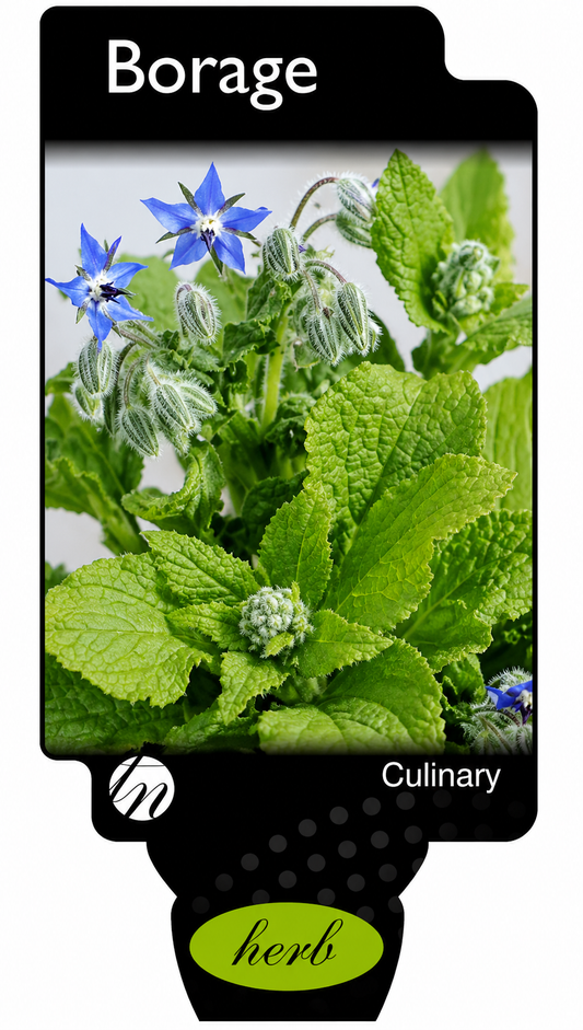 Borage Borago officinalis