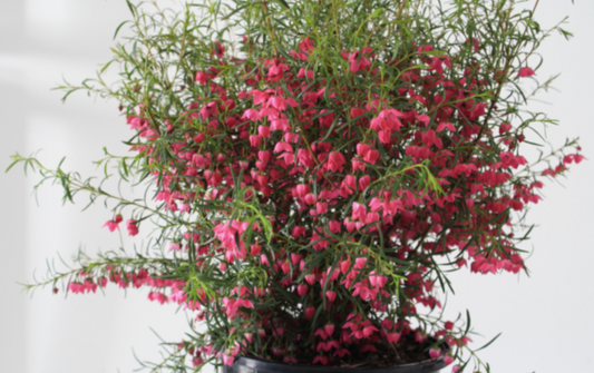 Boronia Celebration