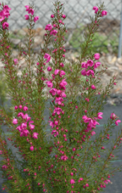 Boronia Flamingo