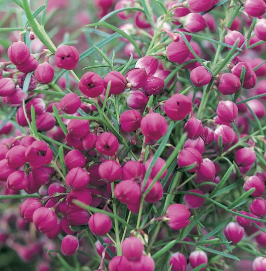 Boronia Lipstick