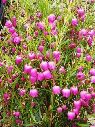 Boronia Plum Bells