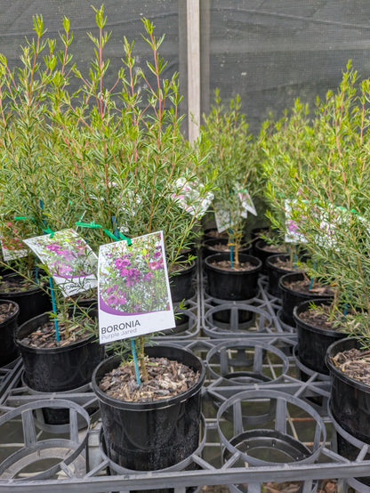 Boronia Purple Jared