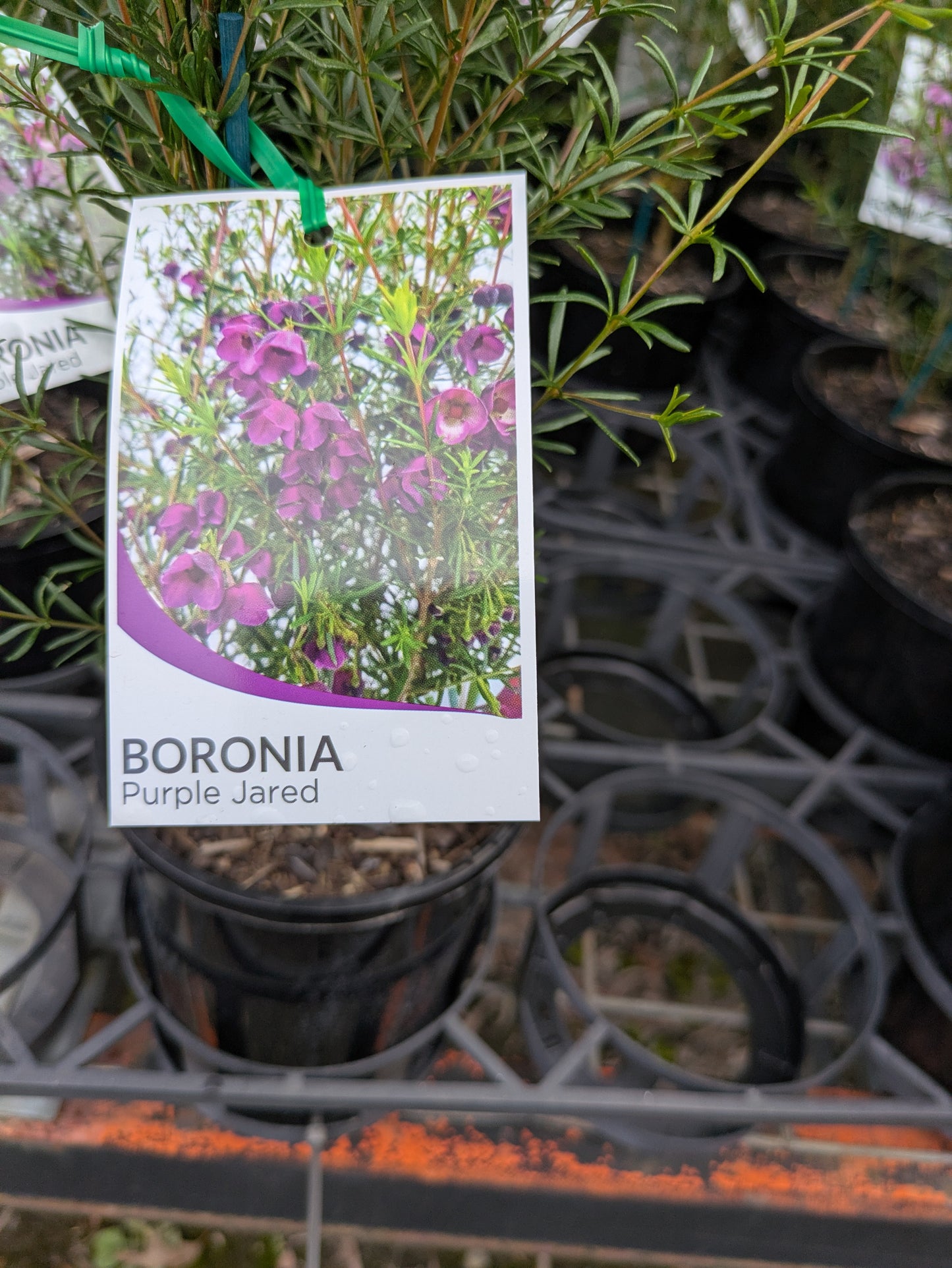 Boronia Purple Jared