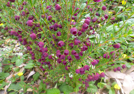 Boronia Purple Jared