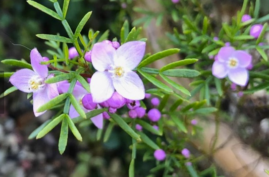 Boronia Sunset Serenade
