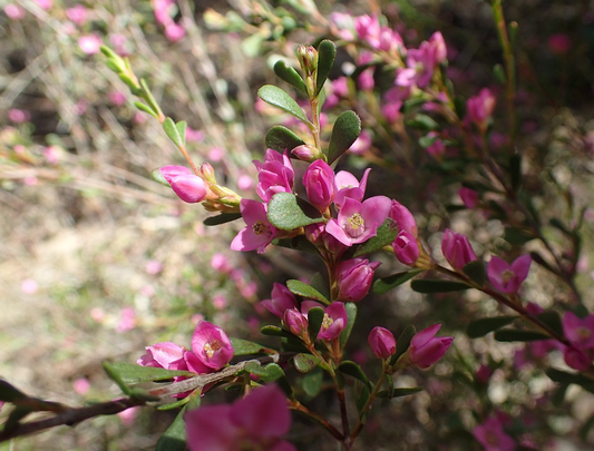 Boronia crenulata