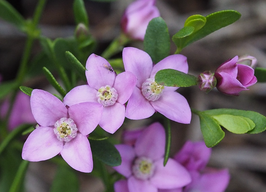 Boronia denticulata