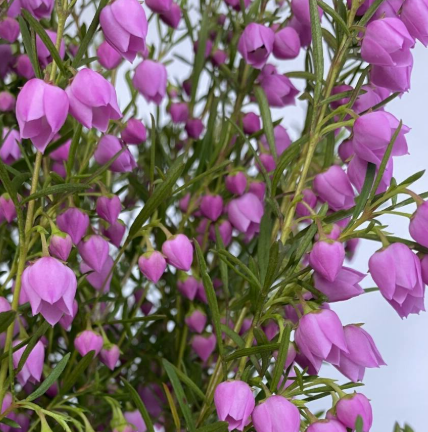Boronia heterophylla Just Margaret