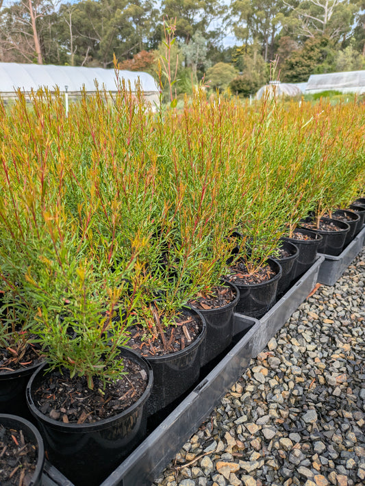 Boronia heterophylla