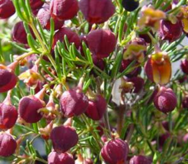Boronia megastigma Heaven Scent