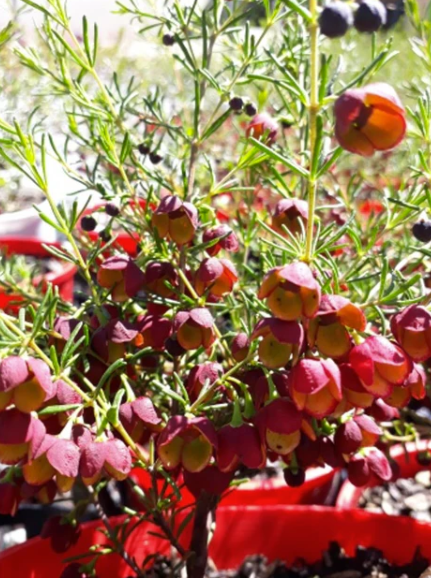 Boronia megastigma Jack McGuires Red