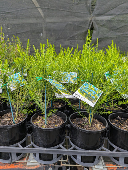 Boronia megastigma Lutea