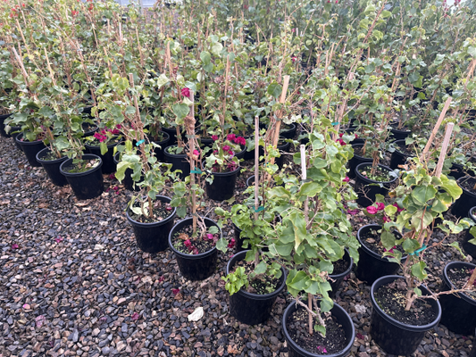 Bougainvillea Bambino™ Maudi
