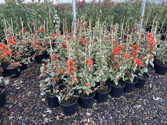 Bougainvillea Bambino™ Miski