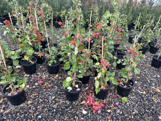 Bougainvillea Bambino™ Sunrise