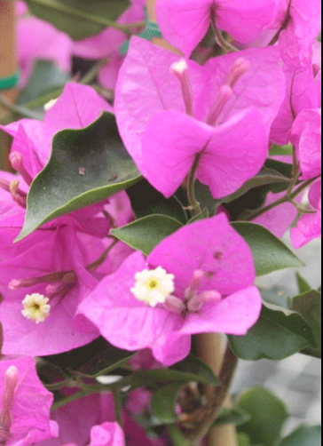 Bougainvillea Bambino™ Zuki
