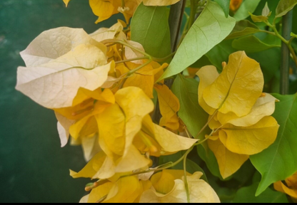 Bougainvillea glabra Hawaiian Gold