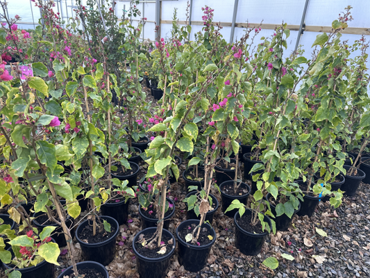 Bougainvillea glabra Mrs H.C. Buck