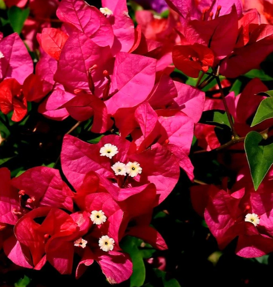 Bougainvillea glabra Scarlet O Hara