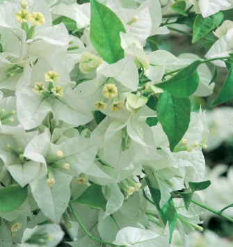 Bougainvillea glabra White Cascade
